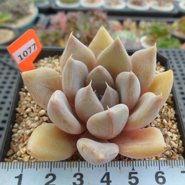 PRESALE Echeveria Jin Ju, (Not so Random)