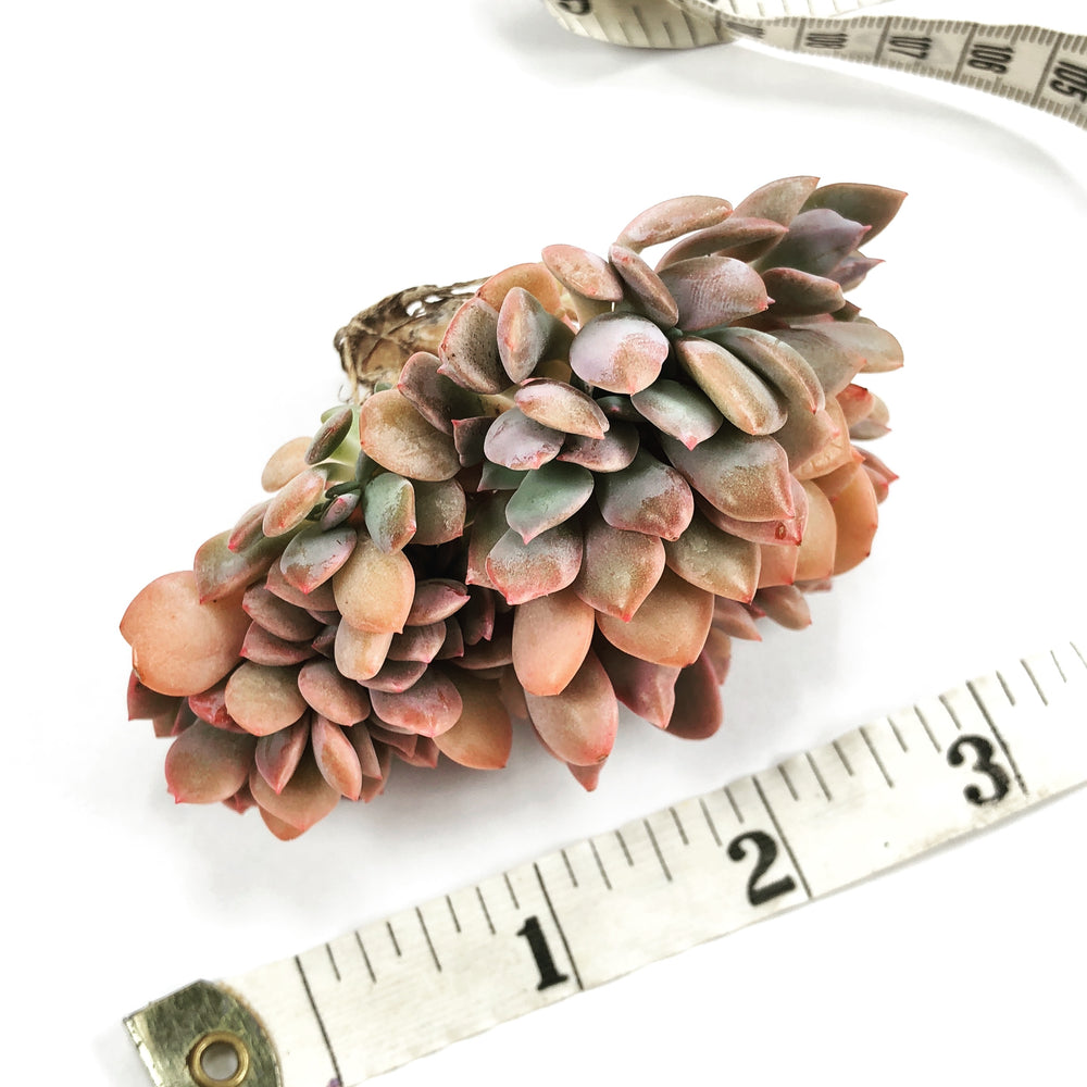 Echeveria Debbie, Cristata