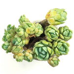 Echeveria Lemon Berry, (Cluster)