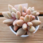 PRESALE Pachyphytum Bianca, (Not So Random)