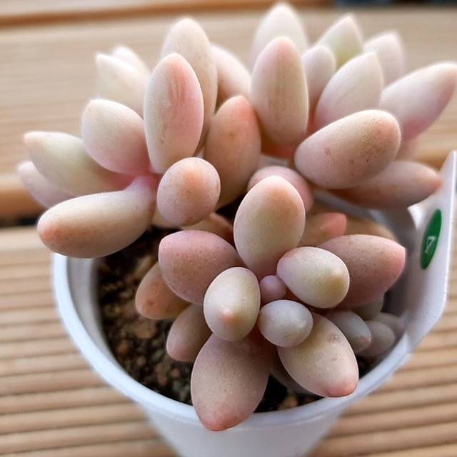 PRESALE Pachyphytum Bianca, (Not So Random)