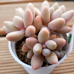 PRESALE Pachyphytum Bianca, (Not So Random)