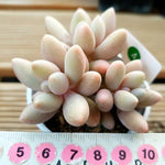 PRESALE Pachyphytum Bianca, (Not So Random)