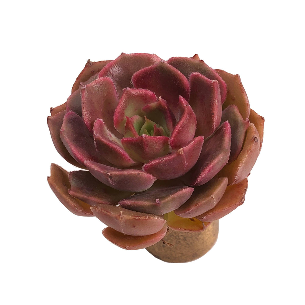 brown rose succulent Echeveria Brown Rose – Cedar Creek Farmhouse