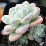 PRESALE Echeveria Ice Green, (Not So Random)