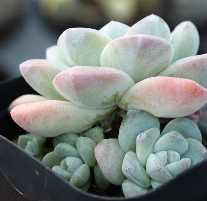 PRESALE Echeveria Ice Green, (Not So Random)