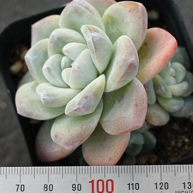 PRESALE Echeveria Ice Green, (Not So Random)