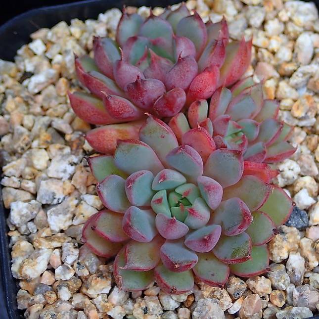 PRESALE Echeveria Bellagio, (Random)