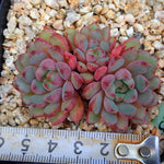 PRESALE Echeveria Bellagio, (Random)