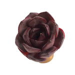 Echeveria Black Tan