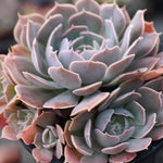 PRESALE Echeveria Shaviana (Unknown Type), (Random)