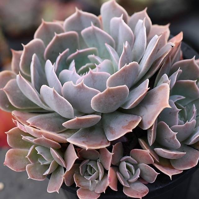 PRESALE Echeveria Shaviana (Unknown Type), (Random)