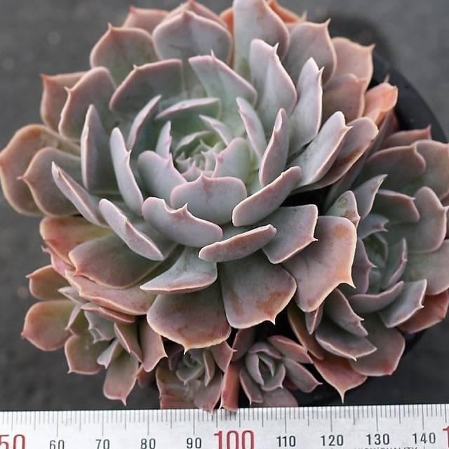 PRESALE Echeveria Shaviana (Unknown Type), (Random)