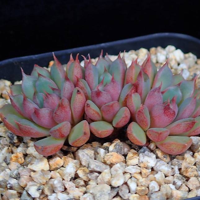 PRESALE Echeveria Bellagio, (Random)