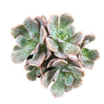 Echeveria Butterfield