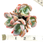 Echeveria Orpet, (Cluster)