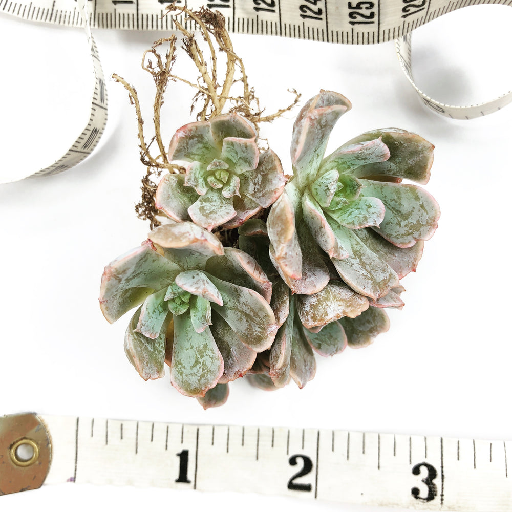 Echeveria Butterfield