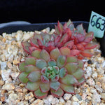 PRESALE Echeveria Bellagio, (Random)