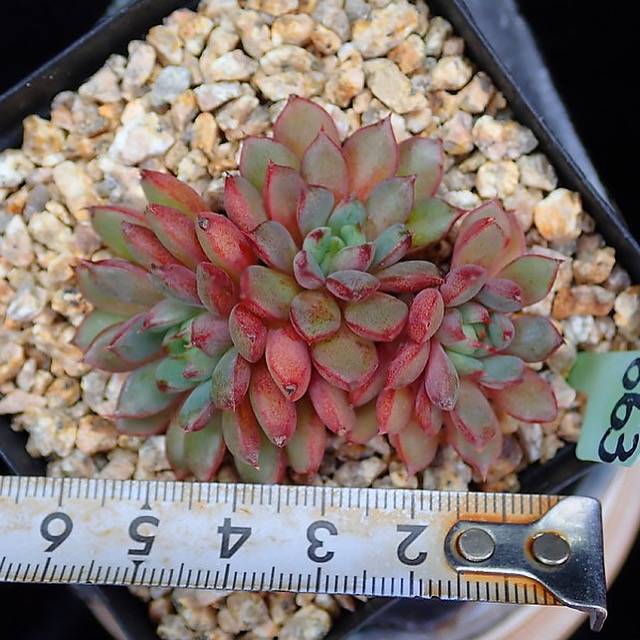 PRESALE Echeveria Bellagio, (Random)