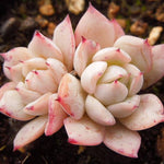 PRESALE Echeveria Sp. Double, (Not So Random)