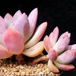 PRESALE Echeveria 'Colvin,' (Not so Random)