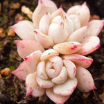 PRESALE Echeveria Sp. Double, (Not So Random)