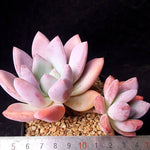 PRESALE Echeveria 'Colvin,' (Not so Random)