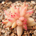 PRESALE Echeveria Agavoides f. Cristata Sp., (Not So Random)