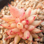 PRESALE Echeveria Agavoides f. Cristata Sp., (Not So Random)