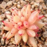 PRESALE Echeveria Agavoides f. Cristata Sp., (Not So Random)