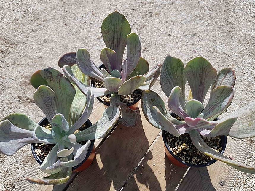 PRESALE Echeveria Jocelyn's Joy, Variegata, (Random)