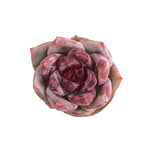 Echeveria Trumso (Small Form)