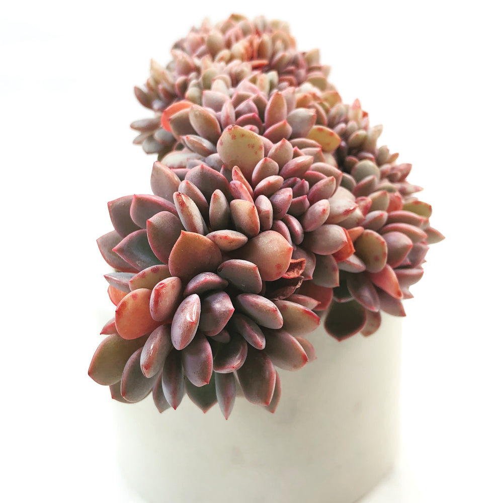 Echeveria Sp. Cristata