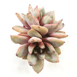 SALE! Echeveria Champagne, (Germany)