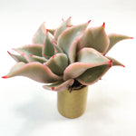Echeveria 'Madiba'