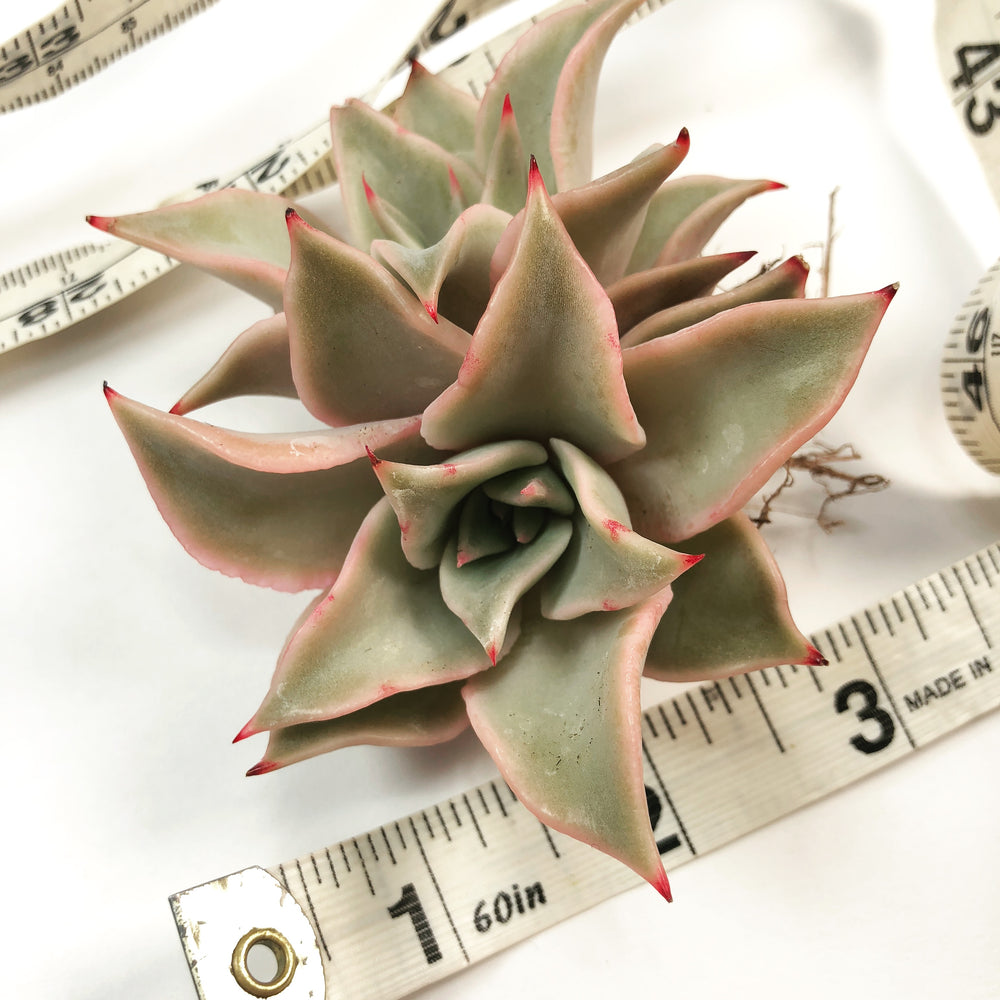 Echeveria 'Madiba'