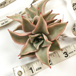 Echeveria 'Madiba'