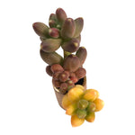 Pachyphytum Compactum Variegata