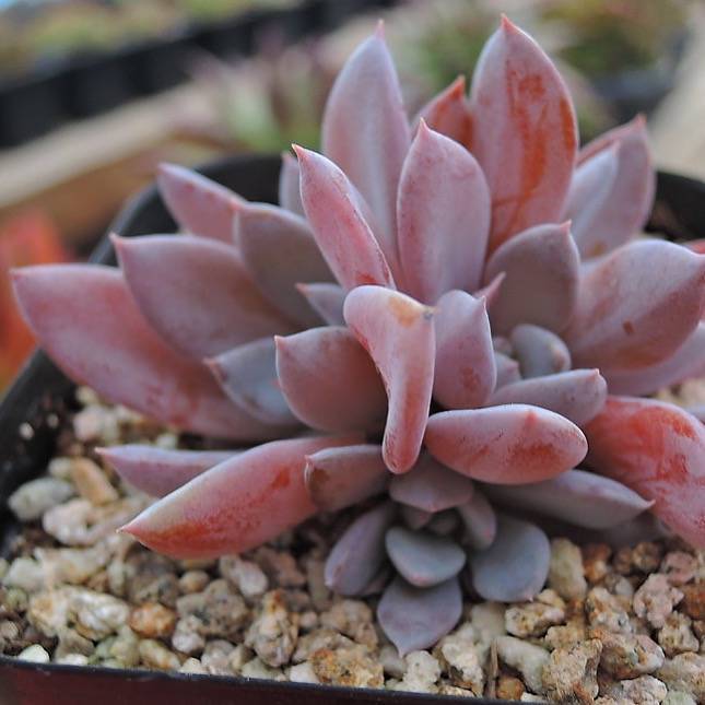 lulus succulents PRESALE Echeveria Lulu, Cluster, (Random) – Cedar Creek Farmhouse