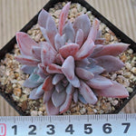 PRESALE Echeveria Lulu, Cluster, (Random)