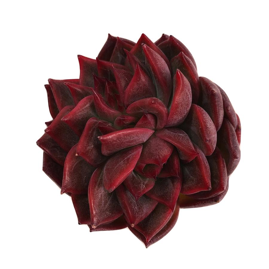 Echeveria Agavoides Sabarez