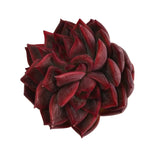 Echeveria Agavoides Sabarez