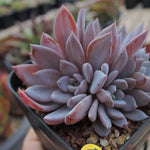 PRESALE Echeveria Lulu, Cluster, (Random)