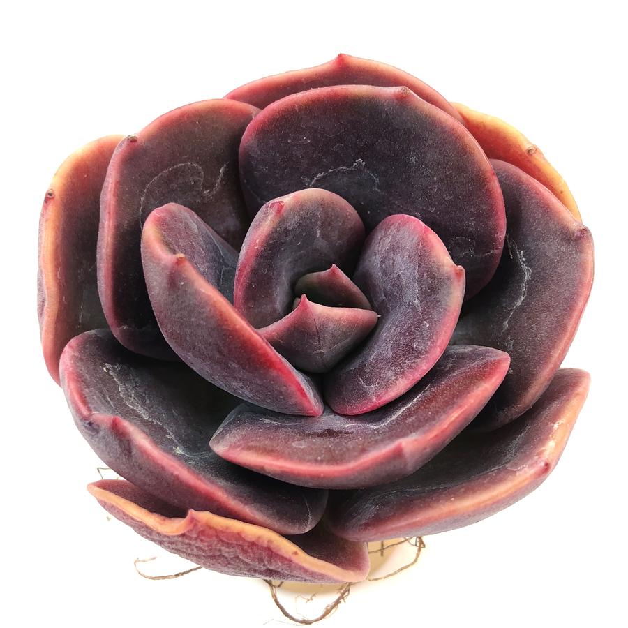 PRESALE Echeveria Blue Metal, (Random)