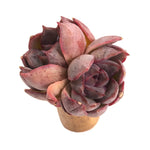 Echeveria Dark Ice