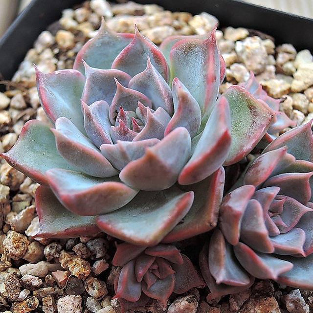 PRESALE Echeveria Glow, Triple (Not so Random)