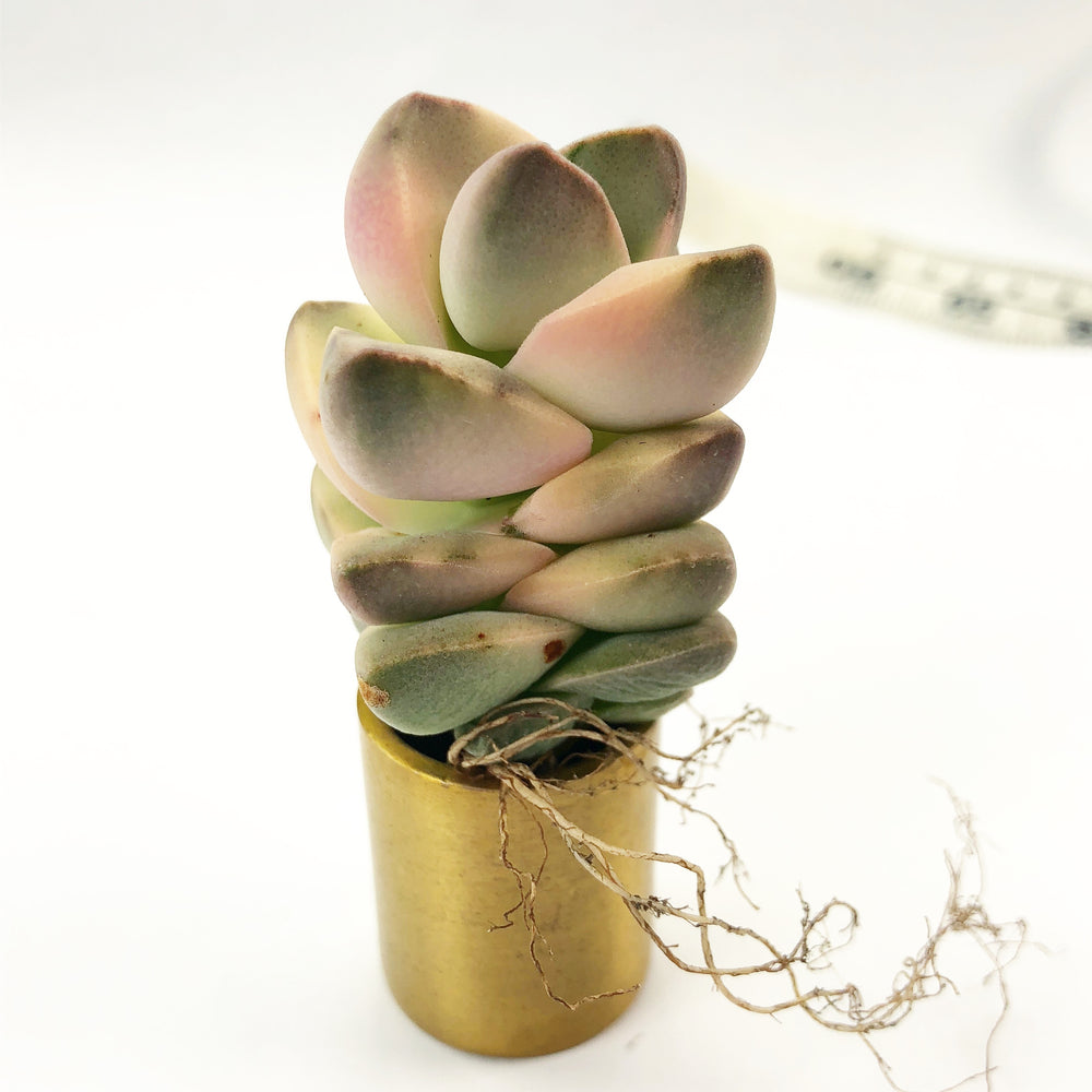 Crassula Moonglow, Variegata (Large)