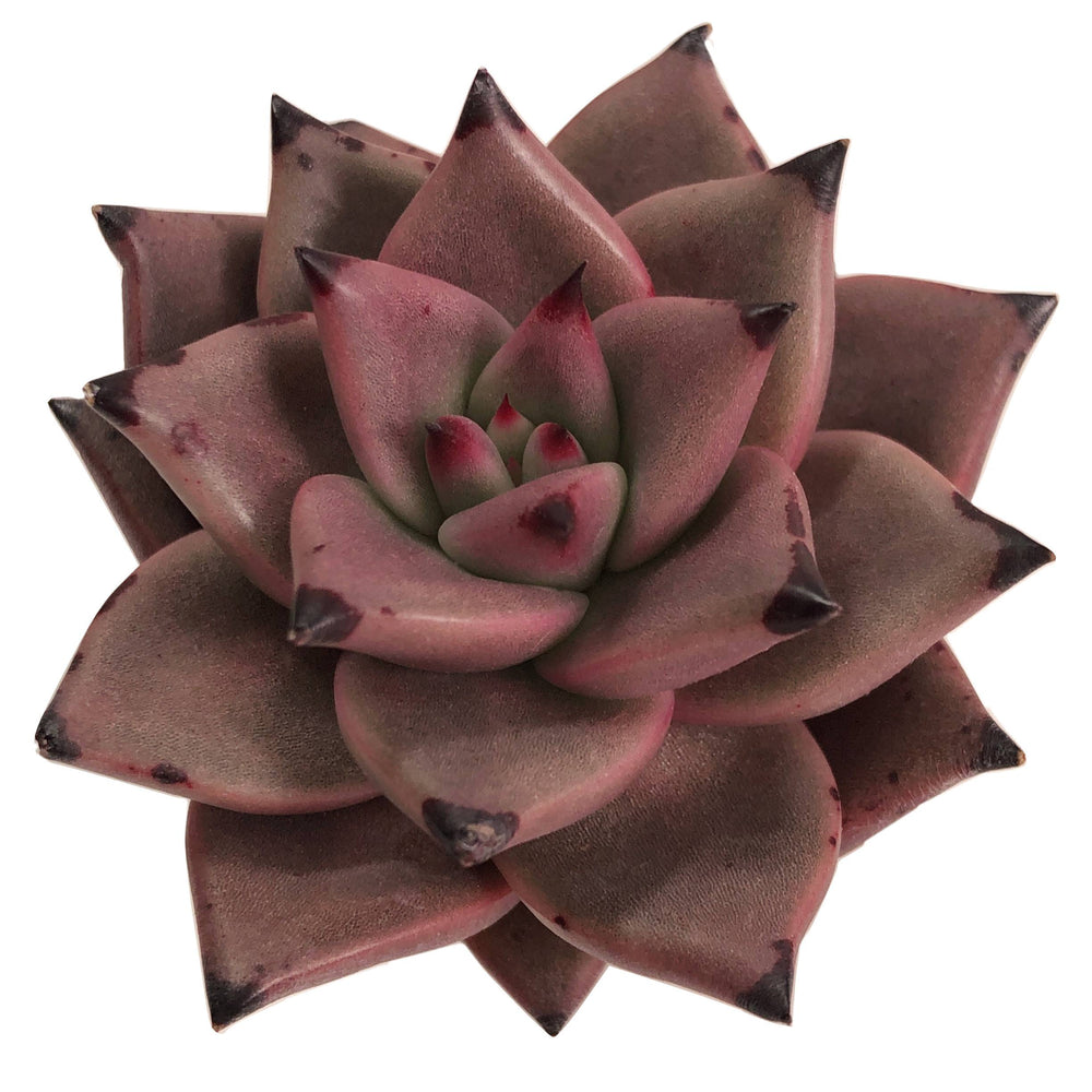 Echeveria Agavoides Ebony, (Randomish)