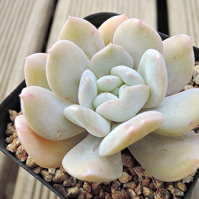 PRESALE Echeveria Exotic, (Not so Random)