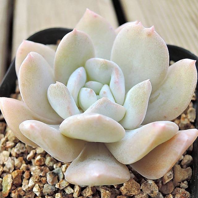 PRESALE Echeveria Exotic, (Not so Random)